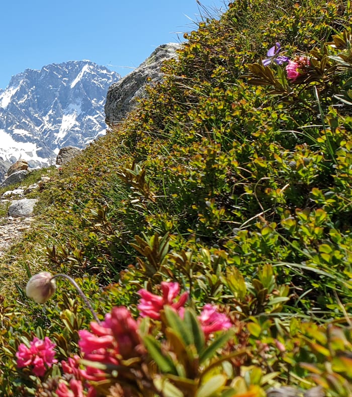 Alpinisme rocher Haute Montagne Evolution