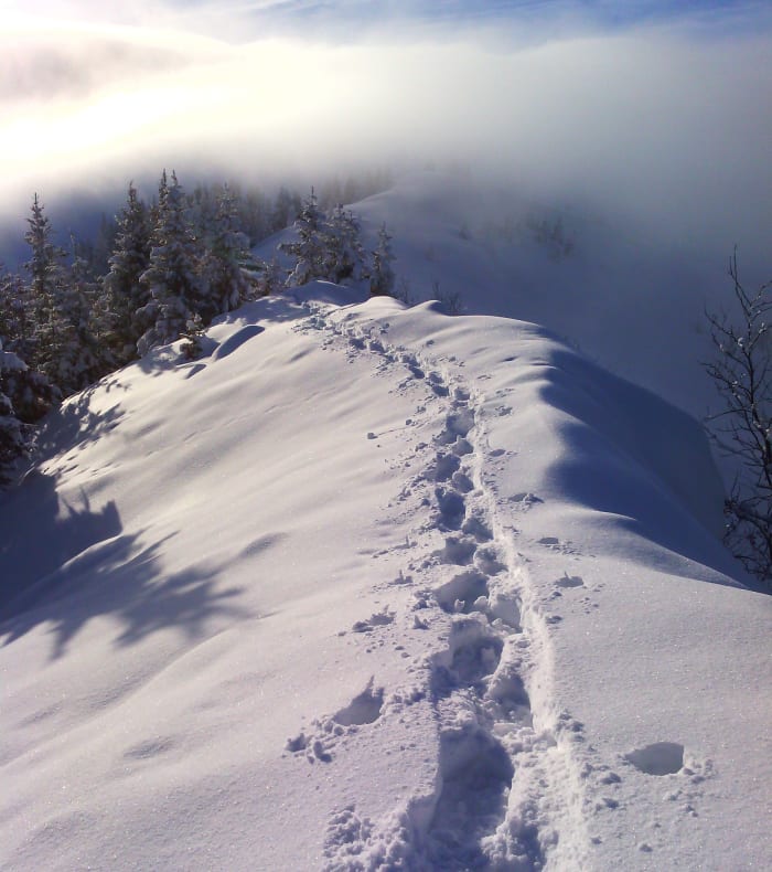 Cani-Trail & Cani-Rando dans le Queyras