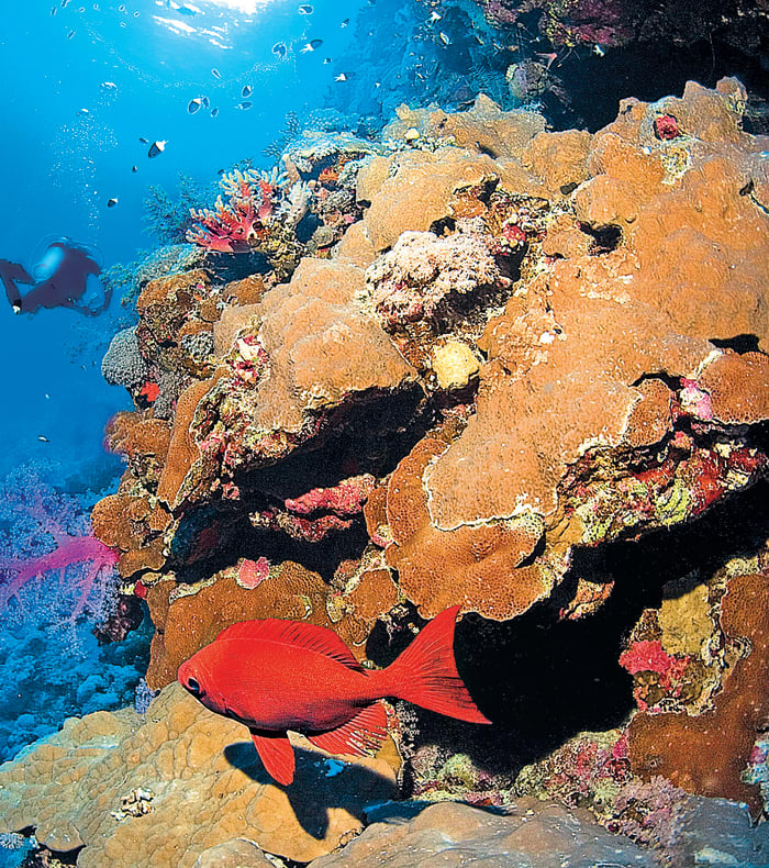 Croisière plongée Mer Rouge BDE  (Brothers - Deadalus - Elphinstone)