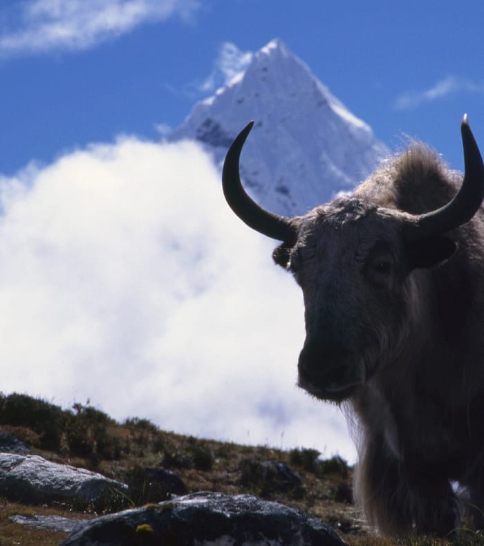 Stor tur til Manaslu — billede 2