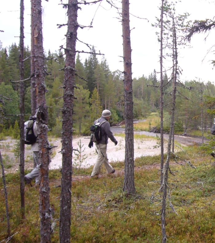 Karhunkierros : trek aventure et bivouac en forêt boréale