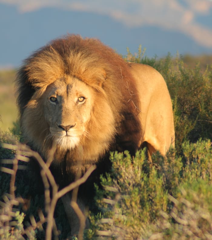 Kitesurf & Safari