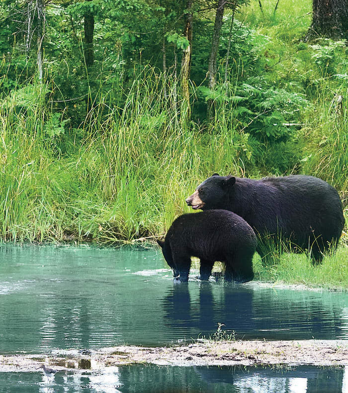 Lacs et glaciers des Rocheuses