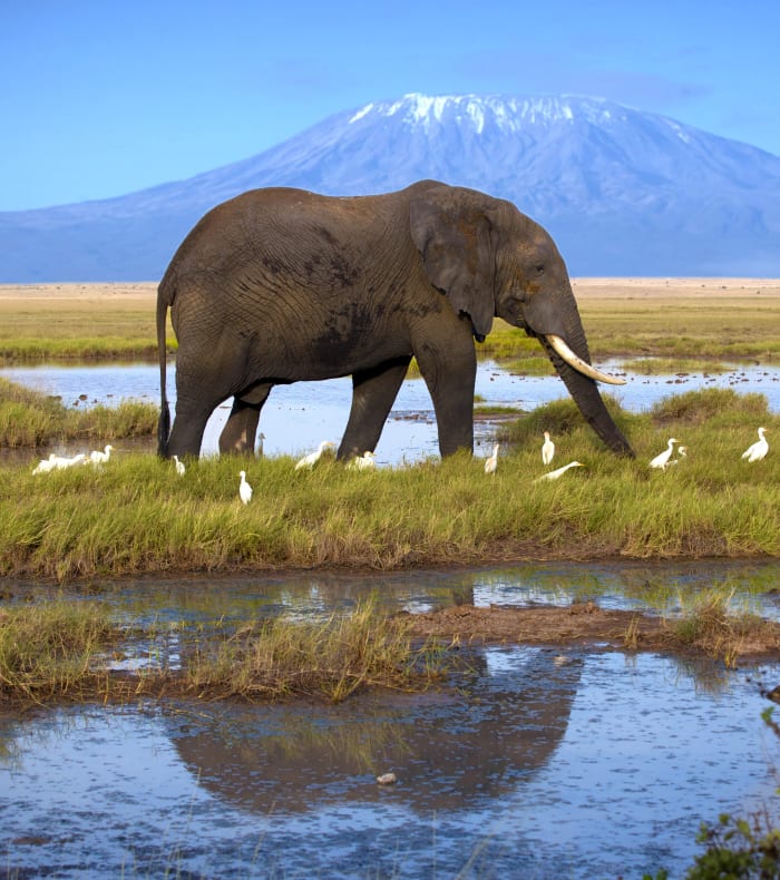 Kilimanjaro-reservaterne — billede 2