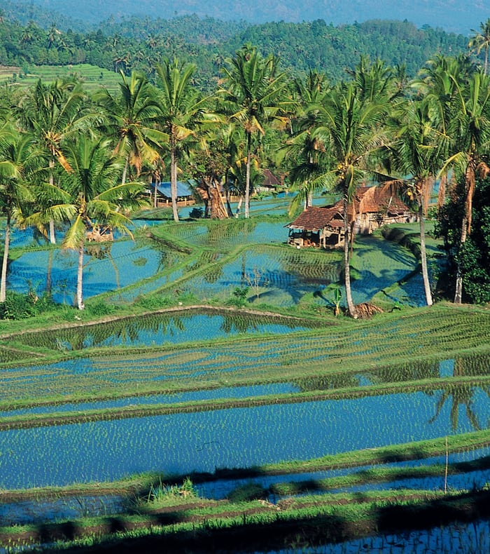 Les rizières de Bali - Vol retour de jour