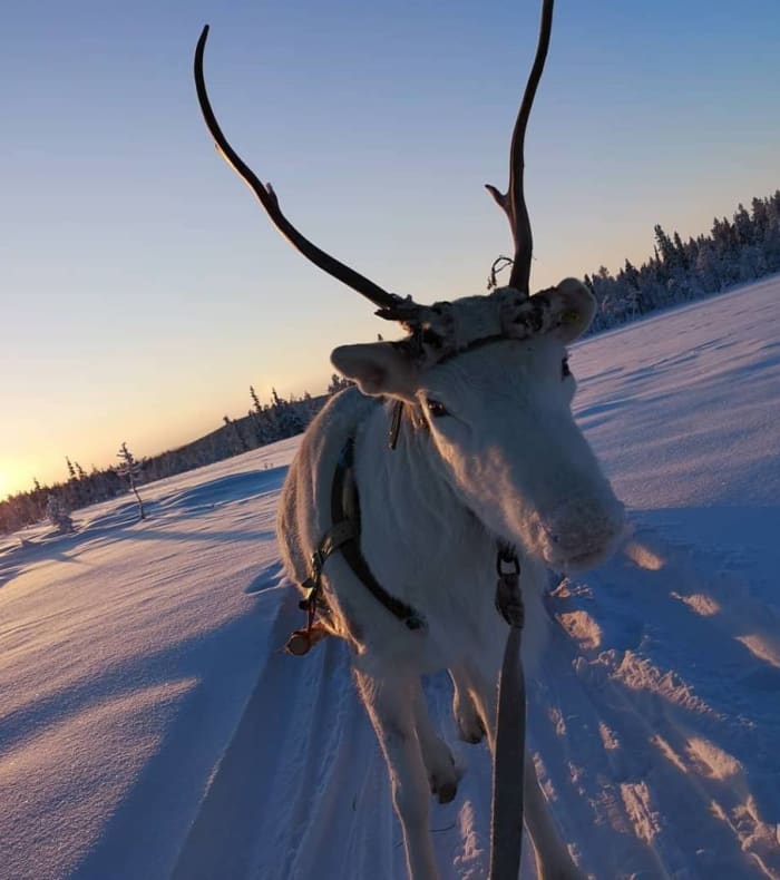 Nouvel An entre Suède et Norvège