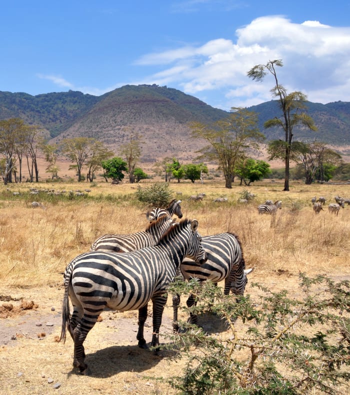Nordparker og Mount Kenya — billede 3