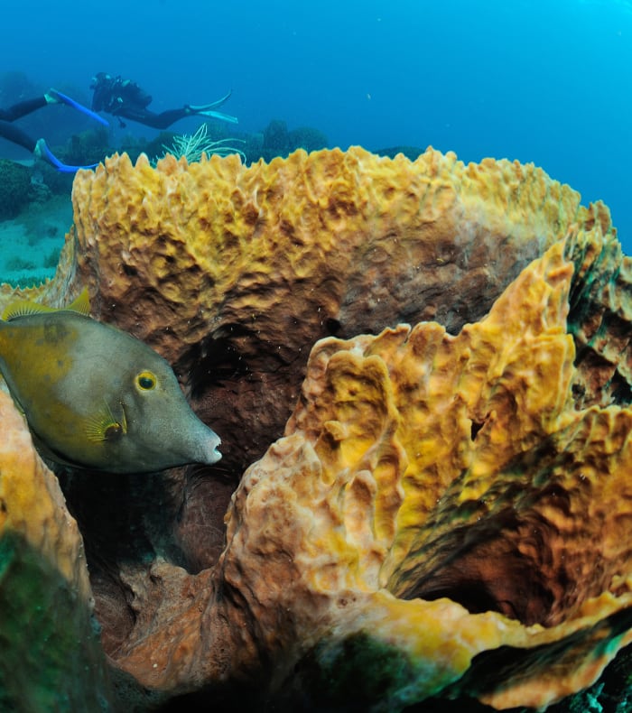 Plongée exploration aux Saintes 8 jours