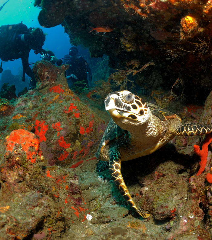 Plongée exploration Martinique 15 jours