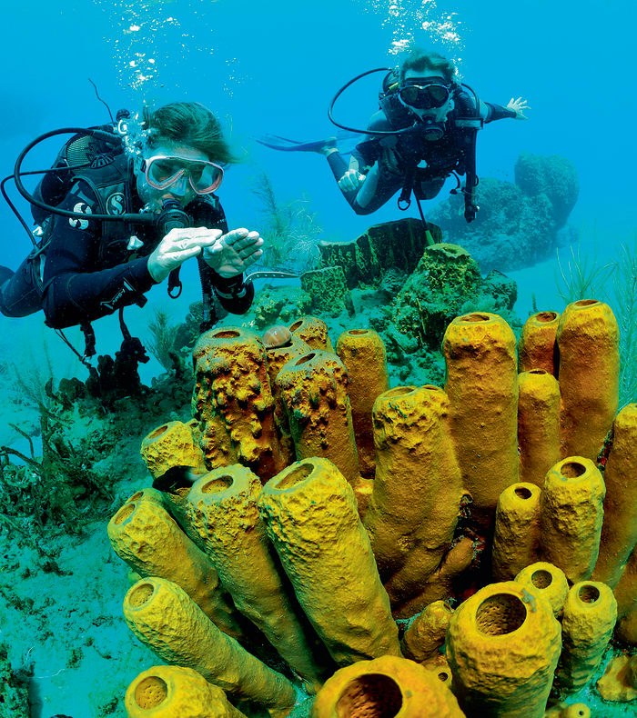 Plongée exploration profonde Caraïbes 15 jours