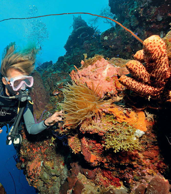 Plongée exploration profonde Caraïbes 8 jours