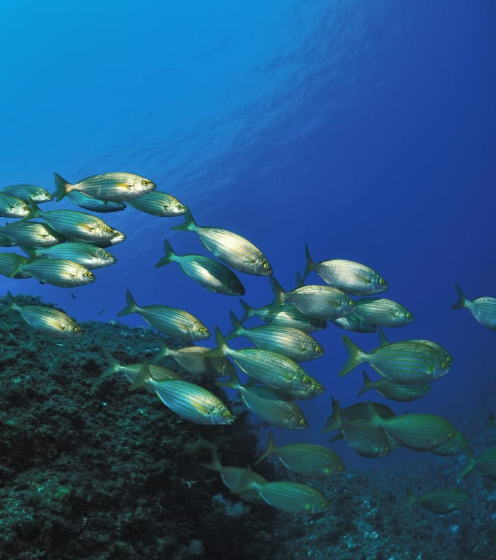 Plongée exploration profonde Parc des Calanques
