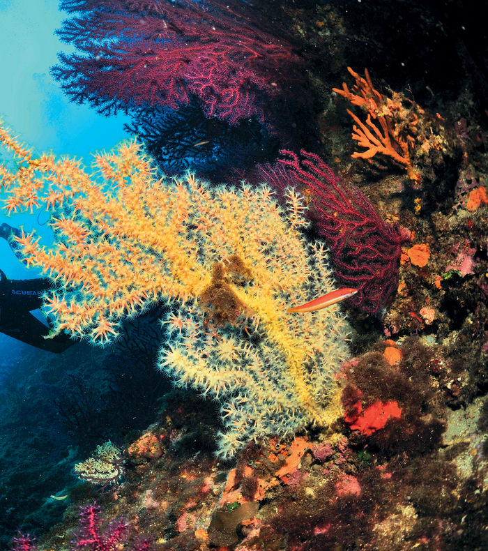 Plongée exploration profondeurs 20-40m