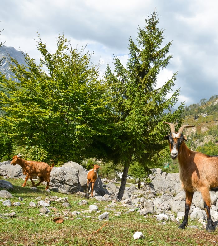 Sommets des Balkans
