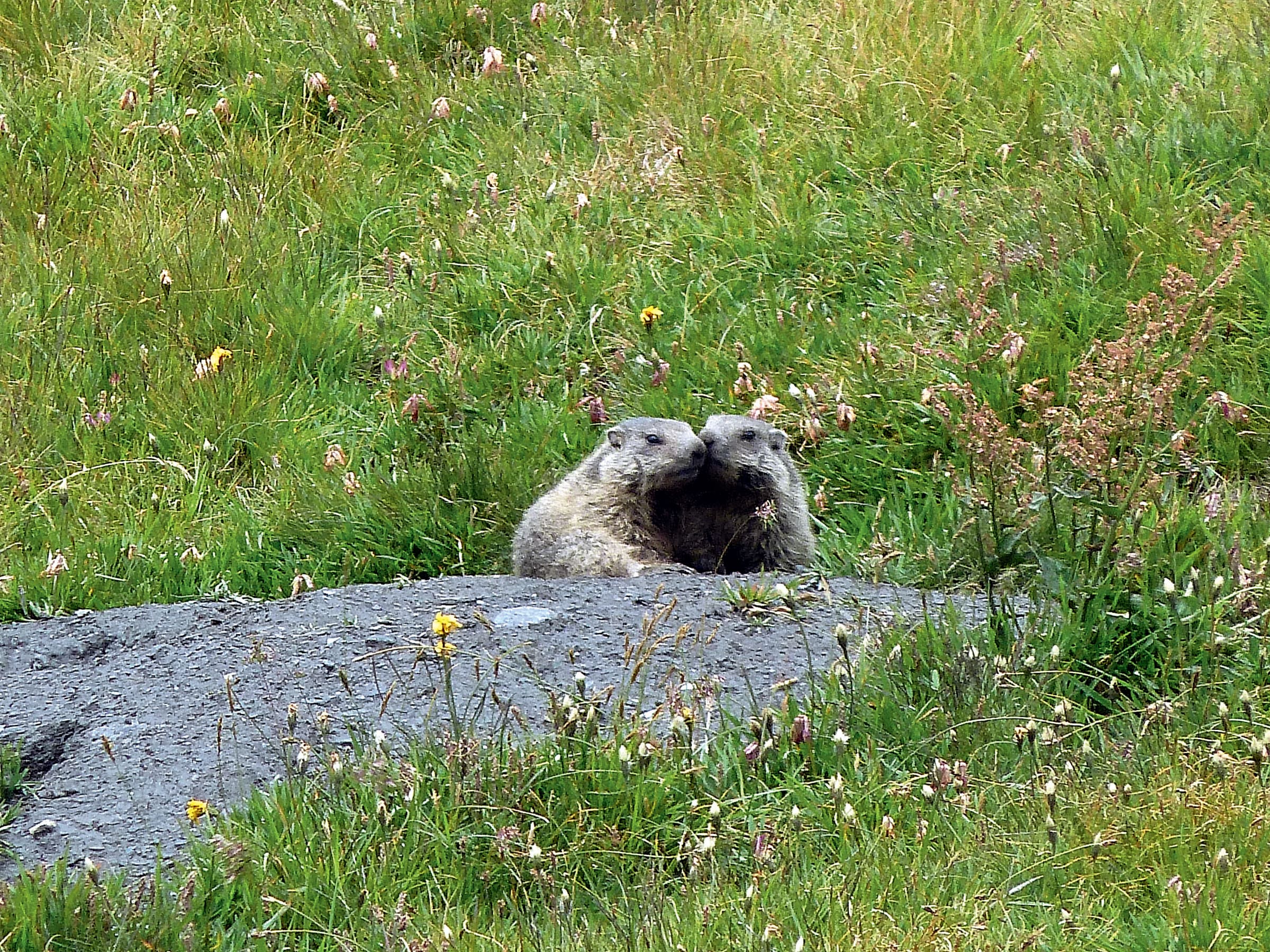 Grand Paradis sauvage — billede 1