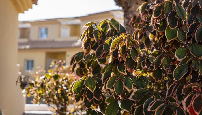 Royal Suite Hotel, Costa Calma — billede 2